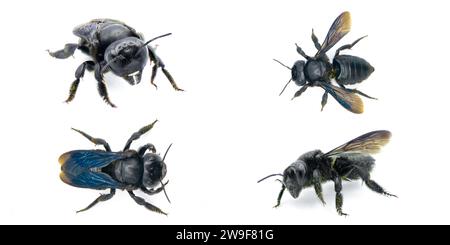 carpenter mimic leafcutter bee - Megachile xylocopoides - deve il suo nome alla sua somiglianza superficiale con il genere Xylocopa. iridec blu nero Foto Stock
