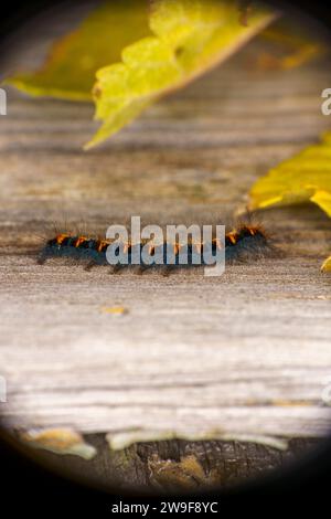 Lasiocampa quercus famiglia Lasiocampidae genere Lasiocampa Oak Eggar falena caterpillar natura selvaggia insetto carta da parati, foto, fotografia Foto Stock