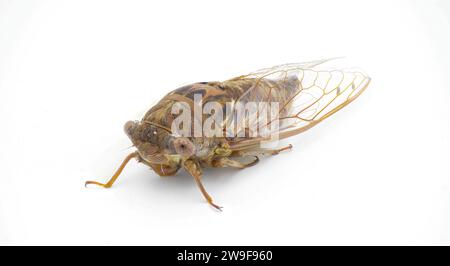 La Cicada risonante molto grande o la cicada di pino meridionale barrens - Megatibicen Resonans - un insetto rumoroso alla fine dell'estate nel sud-est dello United Stat Foto Stock