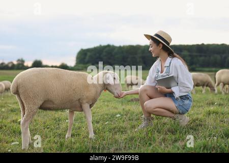 Donna sorridente con pastiglie che nutrono pecore al pascolo in fattoria Foto Stock