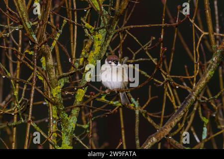 Passer montanus famiglia Passeridae genere Passer passero passero erasiatico passero tedesco Foto Stock