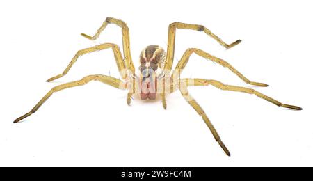 Rabidosa Rabida si trova principalmente nelle parti orientali e meridionali degli Stati Uniti, dal Maine alla Florida e ad ovest al Texas i. Foto Stock