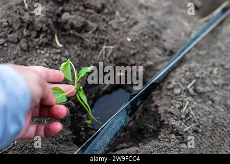 Mano del contadino che tiene le piantine di pepe mentre semina in terreno fertile in un letto in un orto vicino a un tubo di irrigazione a goccia. Foro con acqua e. Foto Stock