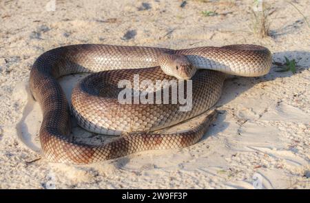 Serpente di pino selvatico adulto della Florida - Pituophis melanoleucus mugitus - rettile non velenoso della famiglia Colubridae. Postura difensiva testa su vie dell'intero corpo Foto Stock