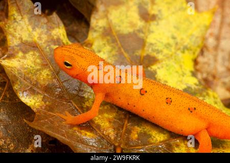 Red eft, Tunxis la foresta di stato, Connecticut Foto Stock