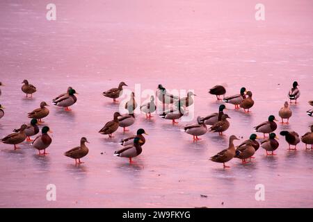 Anatre sul ghiaccio, Stanley Quarter Park, New Britain, Connecticut Foto Stock