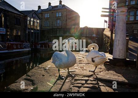 Due cigni muti si preparano sul sentiero nel Sole accanto a un canale a Skipton Canal Basin, Skipton, North Yorkshire. Foto Stock