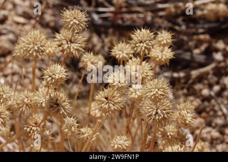 Chia Sage, Salvia Columbariae, un'erba nativa annuale, che mostra corpi senescenti in autunno nei Monti Little San Bernardino. Foto Stock