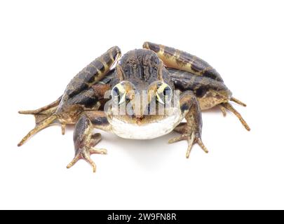 Rana leopardo meridionale - Lithobates sphenocephalus o Rana sphenocephala - isolata su sfondo bianco vista frontale superiore Foto Stock