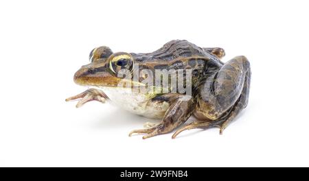 Rana leopardo meridionale - Lithobates sphenocephalus o Rana sphenocephala - isolata su sfondo bianco vista del profilo frontale laterale Foto Stock