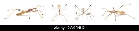 Stenopoda spinulosa è un insetto volante della famiglia Reduviidae. Isolato su sfondo bianco, quattro viste laterali Foto Stock