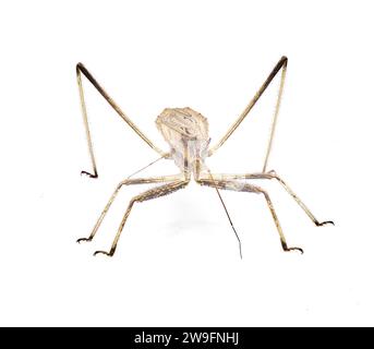 Stenopoda spinulosa è un insetto volante della famiglia Reduviidae. Vista dall'alto laterale su sfondo bianco Foto Stock