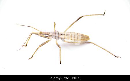 Stenopoda spinulosa è un insetto volante della famiglia Reduviidae. Vista dall'alto laterale su sfondo bianco Foto Stock