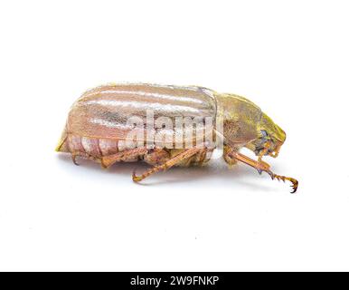 Scarabeo di giugno foderato o a righe - Polyphylla occidentalis - isolato su sfondo bianco, dettagli perfetti ovunque. Stati Uniti sud-orientali. Profilo laterale Foto Stock