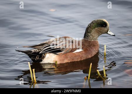 Male American widgeon o Mareca americana che nuotano nel lago Green Valley a Payson, Arizona. Foto Stock