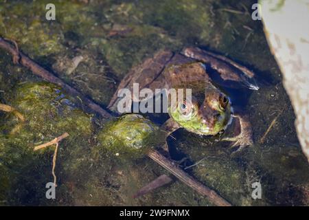 American Bullfrog o Lithobates catesbeianus che riposano in uno stagno presso il Veteran's Oasis Park in Arizona. Foto Stock