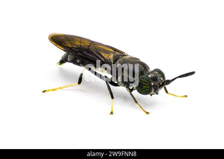 Mosca soldato nero - Hermetia illucens - mosca diffusa diffusa della famiglia Stratiomyidae nota per il riciclaggio di rifiuti organici e la generazione di mangimi per animali Foto Stock