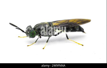 Mosca soldato nero - Hermetia illucens - mosca diffusa diffusa della famiglia Stratiomyidae nota per il riciclaggio di rifiuti organici e la generazione di mangimi per animali Foto Stock