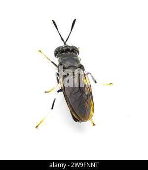 Mosca soldato nero - Hermetia illucens - mosca diffusa diffusa della famiglia Stratiomyidae nota per il riciclaggio di rifiuti organici e la generazione di mangimi per animali Foto Stock