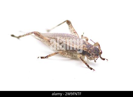 Il Brown false Jumping Bush Cricket - Hapithus luteolira - è una specie di cricket della famiglia Gryllidae. Si trova in Nord America. isolato su whi Foto Stock