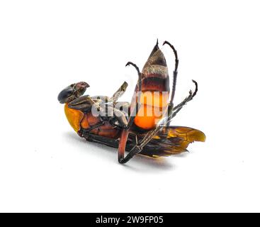 Psorthaspis sanguinea è una specie di vespa ragno della famiglia Pompilidae. Trovato morto sul retro con pungente in alto. Isolato su sfondo bianco. Brillante Foto Stock