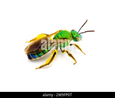 Agapostemon Splendens - ape sudorata verde metallizzata a righe brune alate - specie della famiglia Halictidae isolate su sfondo bianco. Iri verde brillante Foto Stock