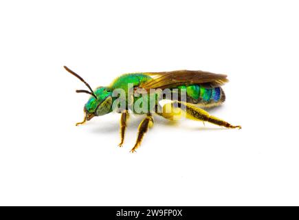 Agapostemon Splendens - ape sudorata verde metallizzata a righe brune alate - specie della famiglia Halictidae isolate su sfondo bianco. Iri verde brillante Foto Stock