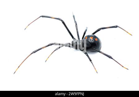 Latrodectus mactans - vedova nera del sud o ragno bottone della scarpa, è una specie velenosa di ragno del genere Latrodectus. Nativo della Florida. Giovane Foto Stock
