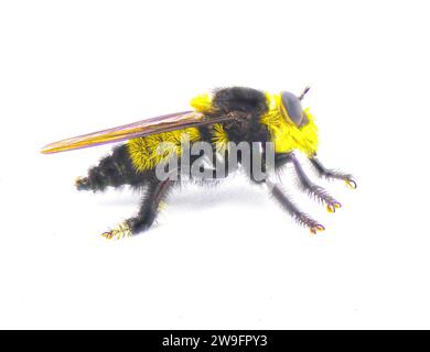 Il bellissimo ladro di api del sud - Mallophora orcina - i grandi colori sfocati e pelosi giallo e nero imitano bumblebee isolato su sfondo bianco Foto Stock