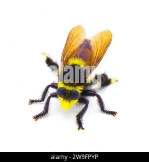 Il bellissimo ladro di api del sud - Mallophora orcina - i grandi colori sfocati e pelosi giallo e nero imitano bumblebee isolato su sfondo bianco Foto Stock