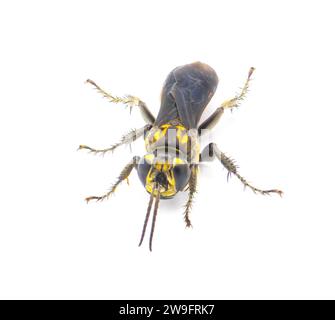Larra bicolor è una vespa parassitoide originaria del Sud America. È stato introdotto in Florida come un controllo biologico dei parassiti invasivi dei grilli mole isol Foto Stock