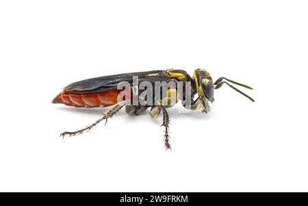 Larra bicolor è una vespa parassitoide originaria del Sud America. È stato introdotto in Florida come un controllo biologico dei parassiti invasivi dei grilli mole isol Foto Stock