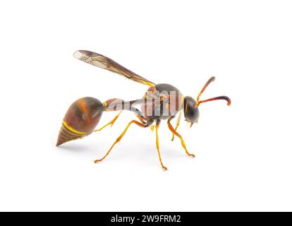 Vespa di Smiths potter - Eumenes smithii - isolata su sfondo bianco vista laterale del profilo Foto Stock