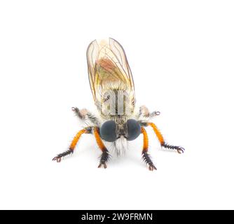 Rapina o rapina - una delle tre specie di Megaphorus. clausicellus, laphroides o minutus. isolato su sfondo bianco. vista frontale Foto Stock