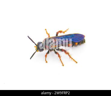 Scolia nobilitata - Nobile Scoliide Wasp - con macchie di colore giallo arancio rosso sulla parte superiore dell'addome e ali blu iridescenti. isolato su sfondo bianco superiore d Foto Stock