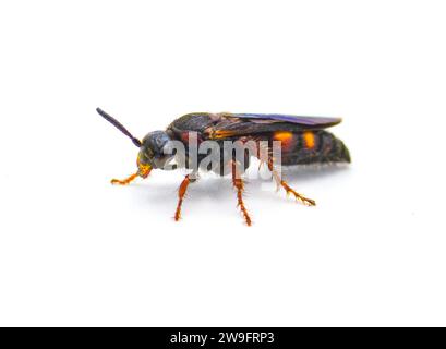 Scolia nobilitata - Nobile Scoliide Wasp - con macchie di colore giallo arancio rosso sulla parte superiore dell'addome e ali blu iridescenti. isolato su sfondo bianco Foto Stock
