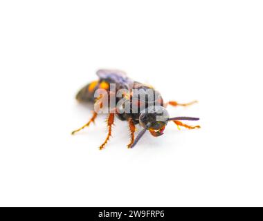 Scolia nobilitata - Nobile Scoliide Wasp - con macchie di colore giallo arancio rosso sulla parte superiore dell'addome e ali blu iridescenti. isolato sul fronte di sfondo bianco Foto Stock