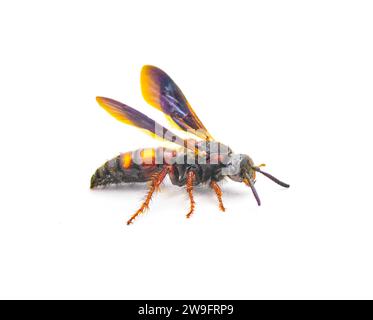 Scolia nobilitata - Nobile Scoliide Wasp - con macchie di colore giallo arancio rosso sulla parte superiore dell'addome e ali blu iridescenti. isolato su sfondo bianco Foto Stock