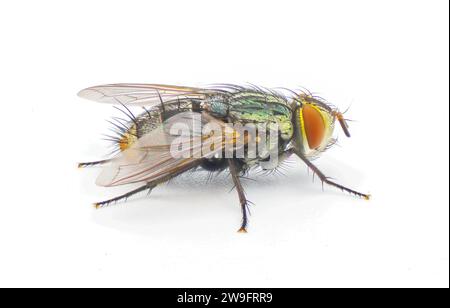 mosca domestica comune - tachidi sp - con dettagli macro estremamente grandi. corpo verde torace e addome, grandi occhi rossi isolati su sfondo bianco profilo laterale Foto Stock