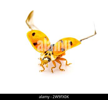 Scarabeo da cocco, scarabeo da donna asiatico, cimice da donna - Harmonia axyridis - ali di conchiglia arancione aperte preparate per il volo isolate su sfondo bianco Foto Stock