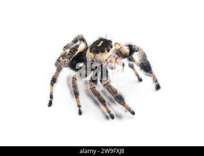 Ragno saltellante Regal - Phidippus regius - isolato su sfondo bianco vista frontale frontale ravvicinata Foto Stock