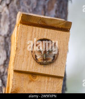 Gufo selvaggio orientale - Megascops asio - morfo di fase rosso rufo che sembra sbirciare fuori dalla scatola di nidificazione fatta in casa verso la macchina fotografica Foto Stock