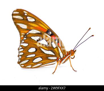 fritillary del Golfo o farfalla passione - Agraulis o Dione vanillae - è una farfalla arancione brillante della sottofamiglia Heliconiinae della famiglia Nymphalid Foto Stock