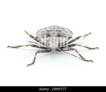 Insetto grigio ruvido o quattro goffi - Brochymena arborea - vista frontale isolata su sfondo bianco. organismi nocivi gravi per gli agricoltori e le colture. estrema Foto Stock