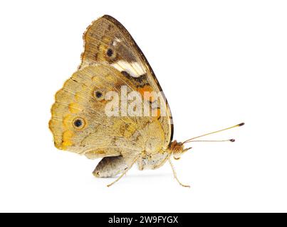 Farfalla buckeye comune - Junonia coenia - Vista del profilo laterale isolata su sfondo bianco Foto Stock