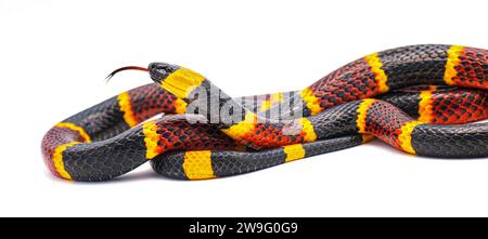 Serpente corallino orientale velenoso - Micrurus fulvius - primo piano macro di testa, occhi, lingua e schema. Vista laterale di tutto il serpente con dettagli di grande scala Foto Stock