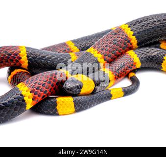 Serpente corallino orientale velenoso - Micrurus fulvius - primo piano di testa, occhio e pattern con grande scala dettaglio isolato su sfondo bianco Foto Stock