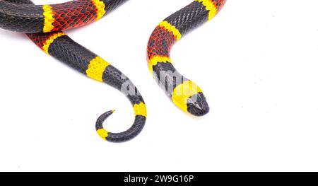 Serpente corallino orientale velenoso - Micrurus fulvius - primo piano di testa e coda. Vista dorsale superiore isolata su sfondo bianco Foto Stock