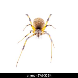 Latrodectus geometricus, comunemente noto come la vedova marrone, il ragno a bottone marrone, la vedova grigia, la vedova nera marrone, il ragno a bottone della casa o il butto geometrico Foto Stock