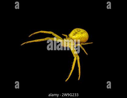 Ragno di granchio o ragno di fiori - Mecaphesa sp. - comunemente si trova a caccia di fiori luminosi. Fotocamera di colore giallo/arancione isolata su sfondo nero Foto Stock